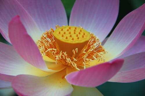 有关&#39;印度莲花&#39;, nelumbo nucifera, 微距摄影的免费素材图片