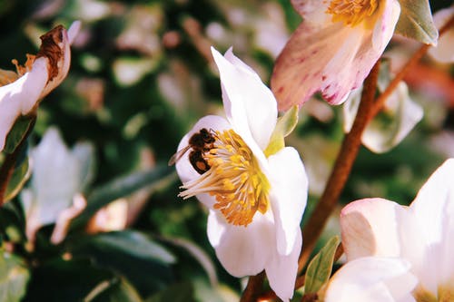 有关微距摄影, 模糊的背景, 树叶的免费素材图片