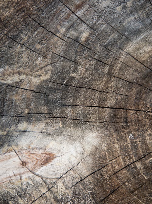 有关切, 木制表面, 树干的免费素材图片