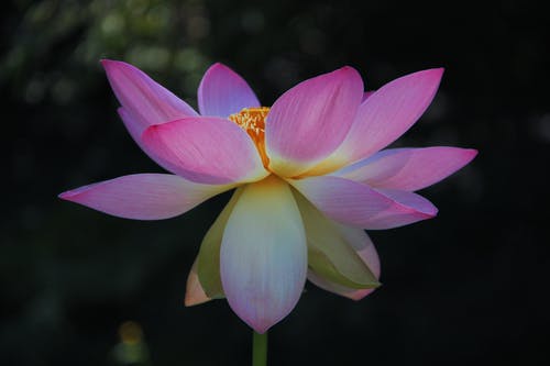 有关&#39;印度莲花&#39;, nelumbo nucifera, 微距摄影的免费素材图片