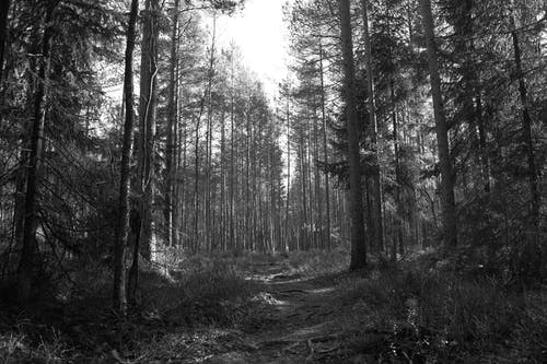 有关单色, 天性, 户外的免费素材图片