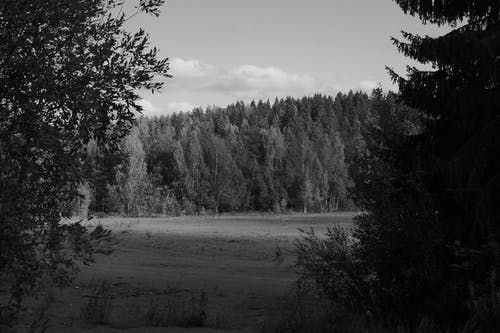 有关单色, 天性, 户外的免费素材图片