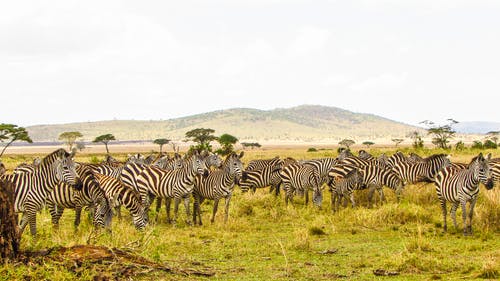 有关动物摄影, 哺乳动物, 坦桑尼亚的免费素材图片