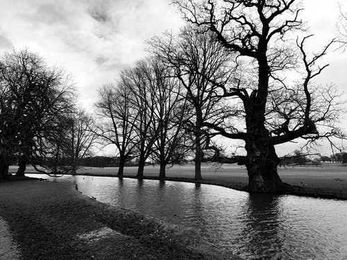 有关单色, 天性, 户外的免费素材图片