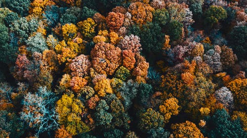 白天在秋天的树林中生长的五彩的树木 · 免费素材图片