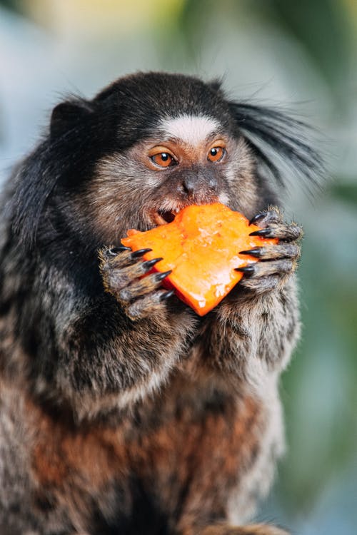 多毛的callithrix Penicillata猴子在森林里吃水果 · 免费素材图片