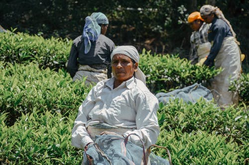 有关一起, 侧面图, 农艺学的免费素材图片