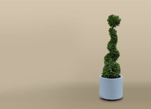 有关盆栽, 米色的背景, 绿色植物的免费素材图片