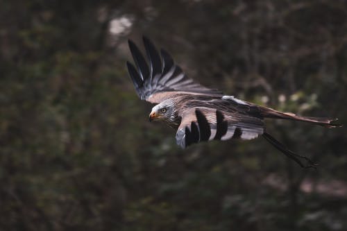 有关accipitriformes, 特写, 老鹰的免费素材图片