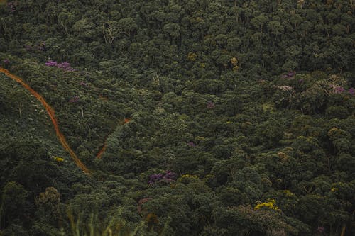 有关冒险, 冷静, 丛林的免费素材图片
