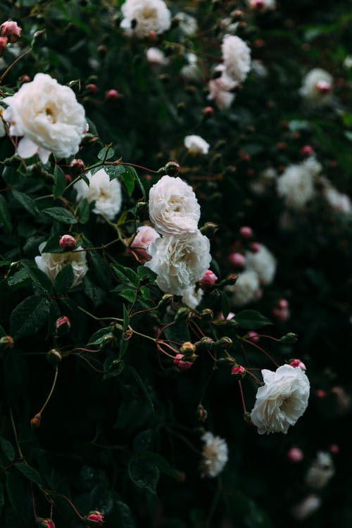 玫瑰在花园里盛开的灌木丛 · 免费素材图片