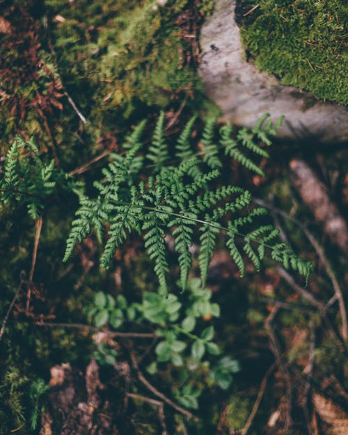 生长在夏天森林里的绿色蕨类植物 · 免费素材图片