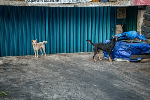 有关不卫生, 人行道, 动物的免费素材图片