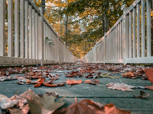 有关下落, 乾的, 公园的免费素材图片