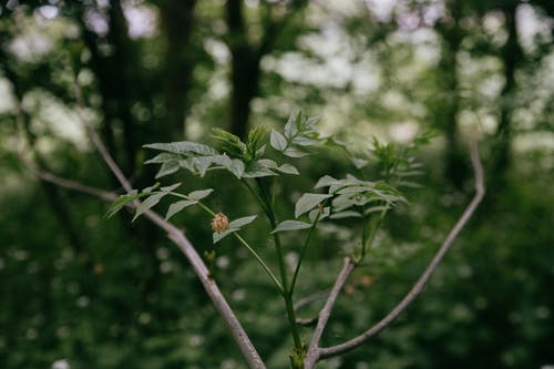 有关乾的, 冷静, 分公司的免费素材图片