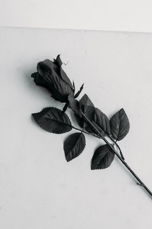 白色表面上的黑玫瑰 · 免费素材图片