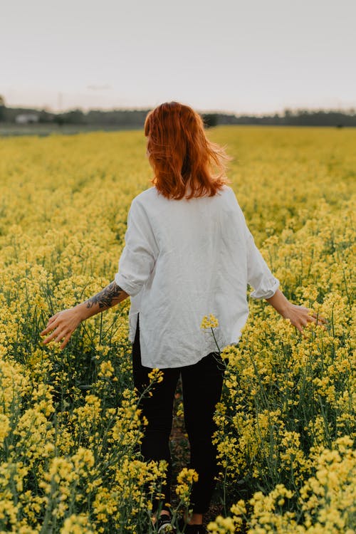 白色的长袖衬衫，站在黄色的花田上的女人 · 免费素材图片
