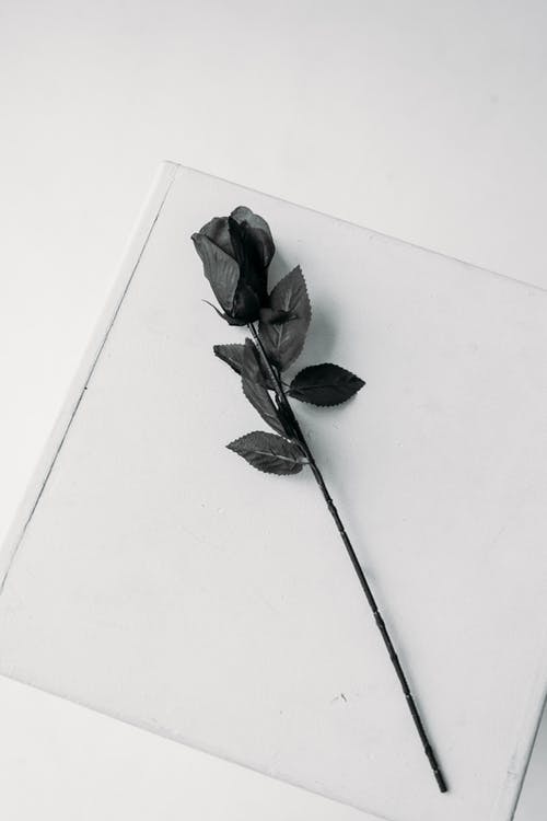 白纸上的黑玫瑰 · 免费素材图片