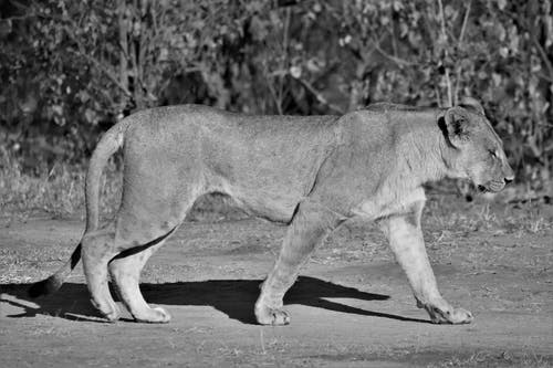 有关侧面图, 动物, 哺乳动物的免费素材图片