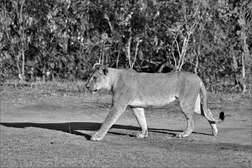 有关侧面图, 动物, 哺乳动物的免费素材图片