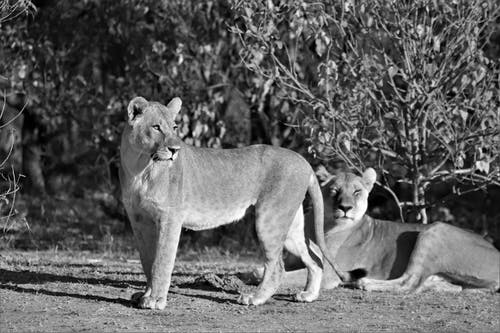 有关动物, 哺乳动物, 大猫的免费素材图片
