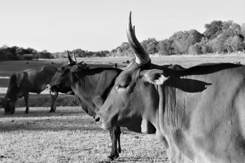 有关公牛, 动物, 博茨瓦纳的免费素材图片