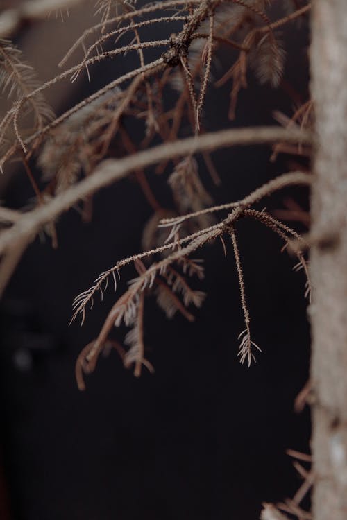 棕色的树枝在特写摄影 · 免费素材图片