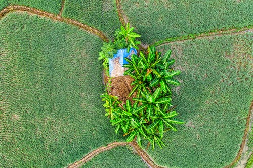 有关农艺学, 和平的, 国家的免费素材图片
