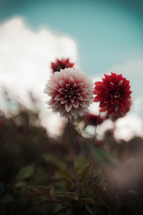 有关垂直拍摄, 工厂, 植物群的免费素材图片