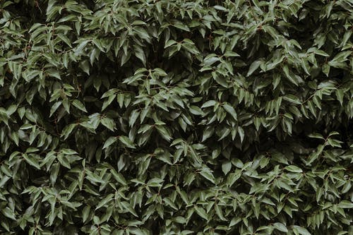 有关Copyspace, 公园, 和平的的免费素材图片