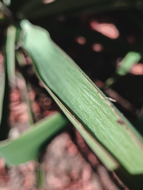 有关分公司, 增长, 天性的免费素材图片