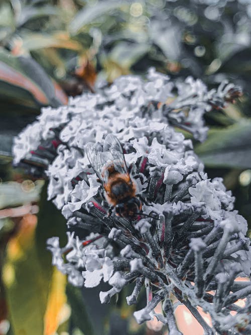 有关buddleja davidii, 公园, 分公司的免费素材图片