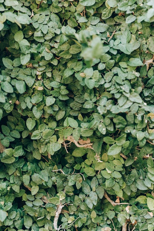 绿叶植物 · 免费素材图片