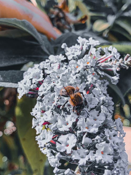 有关buddleja davidii, 公园, 分公司的免费素材图片