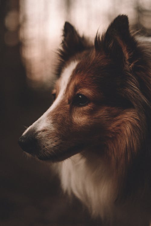 有关动物, 动物摄影, 哺乳动物的免费素材图片