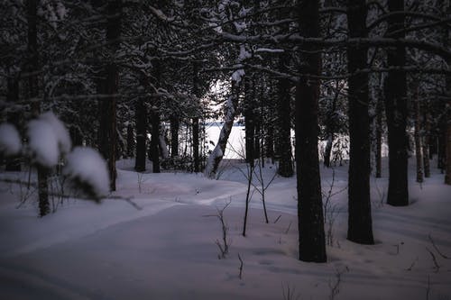 有关冬季, 冷, 冷冻的免费素材图片