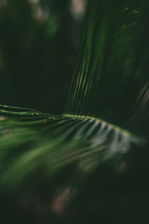 有关垂直拍摄, 天性, 植物学的免费素材图片