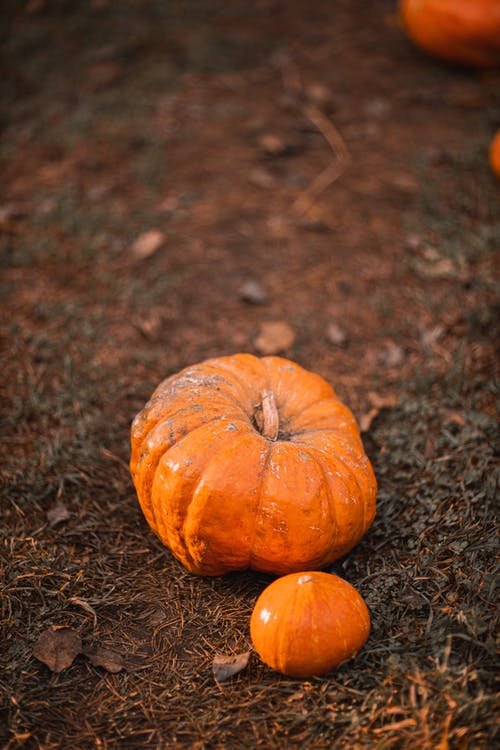 棕色土壤上的橙色南瓜 · 免费素材图片