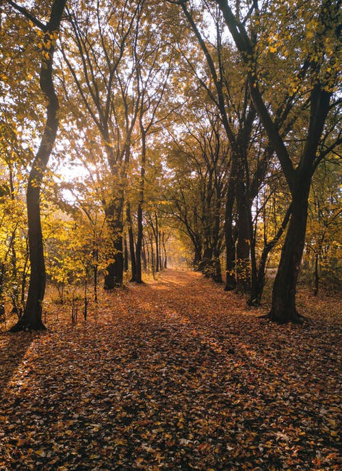 有关下落, 垂直拍摄, 天性的免费素材图片