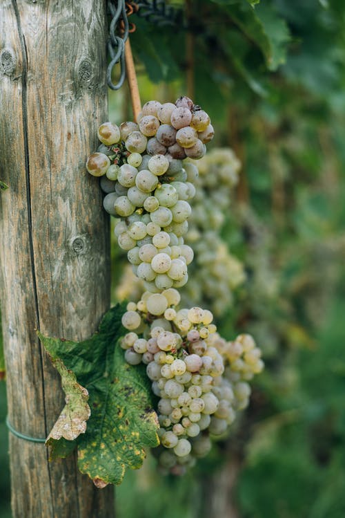 挂在花园里的葡萄藤上的成熟葡萄 · 免费素材图片