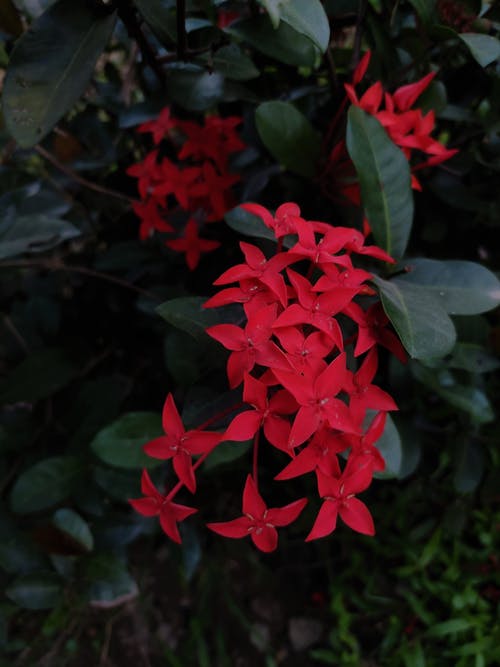 有关丛林天竺葵, 仙丹花, 垂直拍摄的免费素材图片