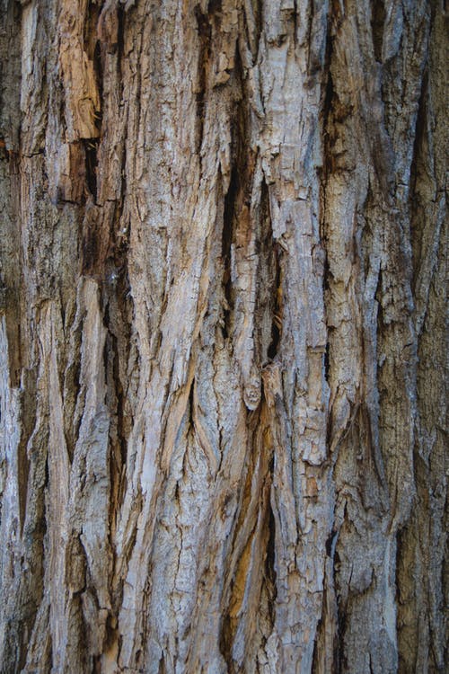 有关垂直拍摄, 树干, 特写的免费素材图片