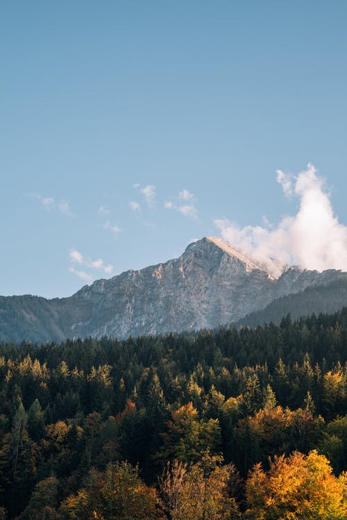 郁郁葱葱的常绿森林后面的山 · 免费素材图片