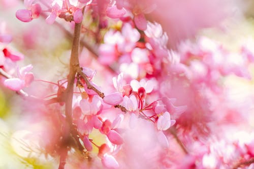 盛开的樱花树枝与粉红色的樱花 · 免费素材图片