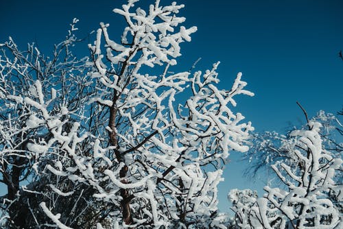在冬季森林冷冻树的分支 · 免费素材图片