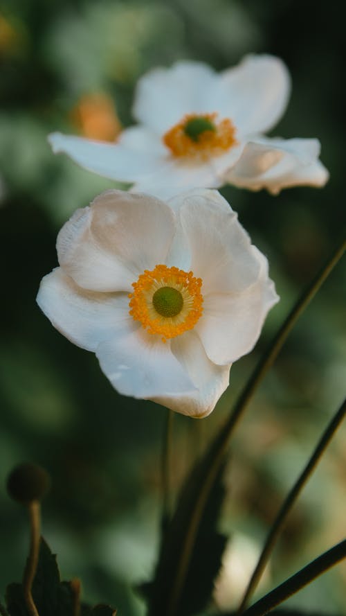 有关倾斜移位, 增长, 天性的免费素材图片