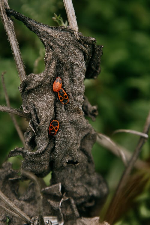 有关pyrrhocoris apterus, 乾的, 充满活力的免费素材图片