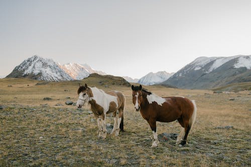 棕色和白色的马，在绿色的草地上 · 免费素材图片