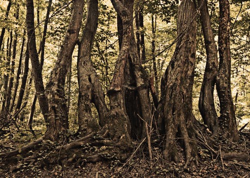 有关冷静, 分公司, 原本的免费素材图片