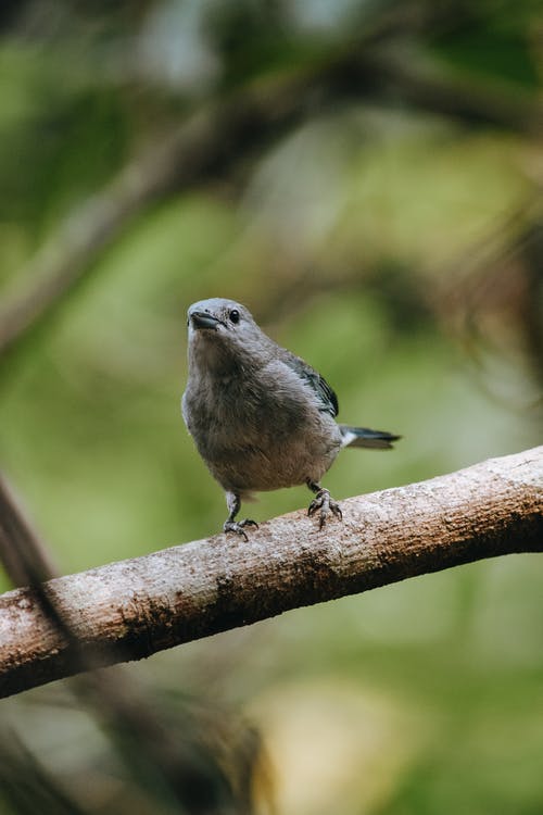 可爱的colluricincla口琴鸣鸟坐在树枝上的性质 · 免费素材图片